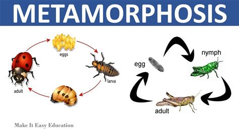 METAMORPHOSIS .